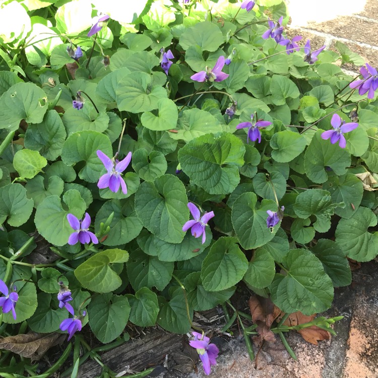 plant image 806563 plant image 806563