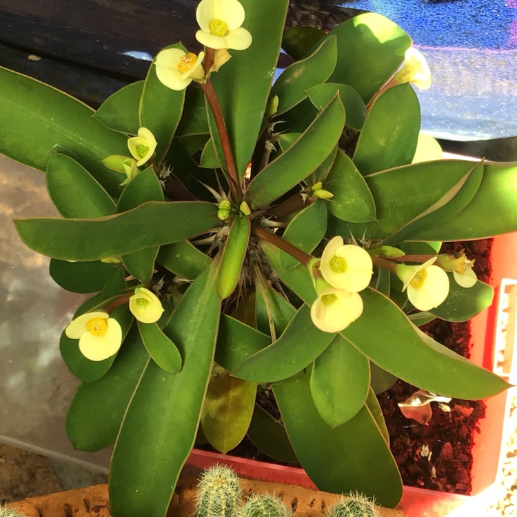 plant image 806576