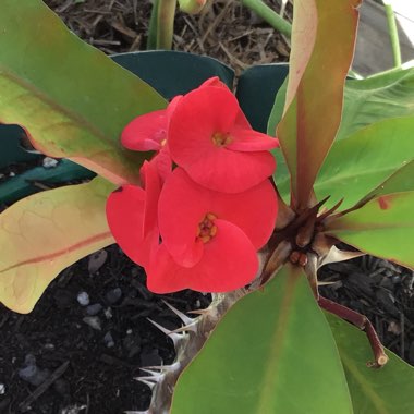 Euphorbia milii