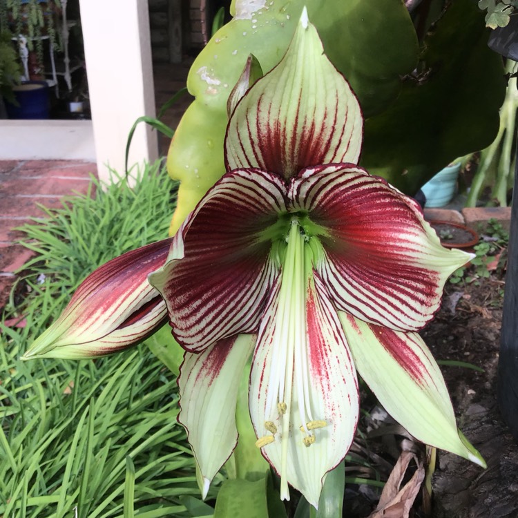 plant image 811021 plant image 811021