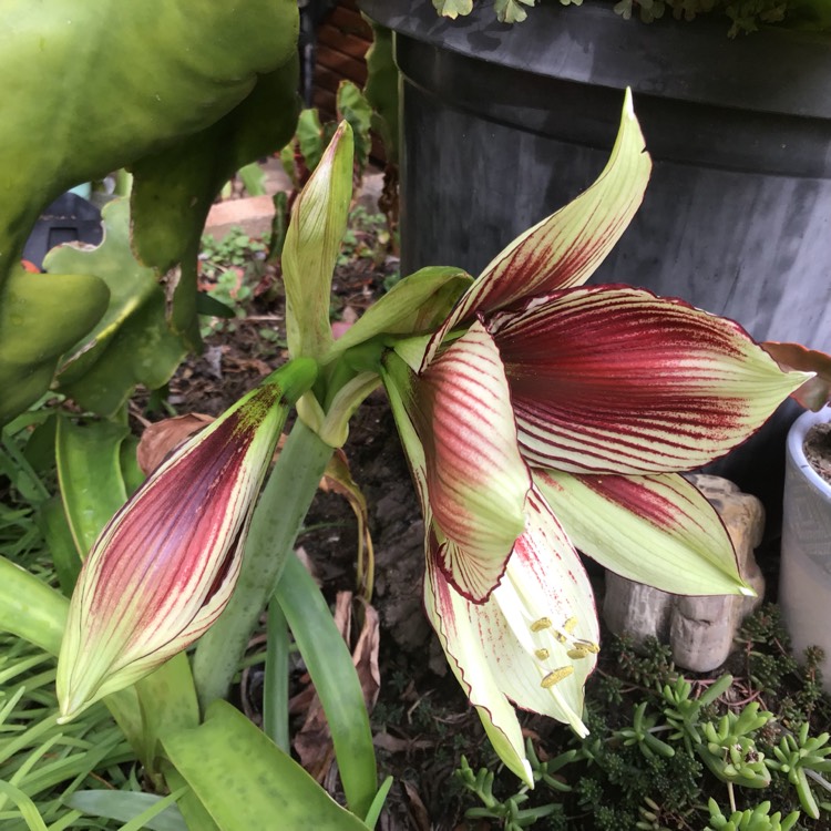 plant image 811025 plant image 811025
