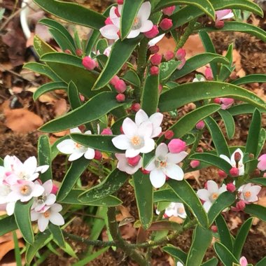 Philotheca myoporoides 'Winter Rouge'