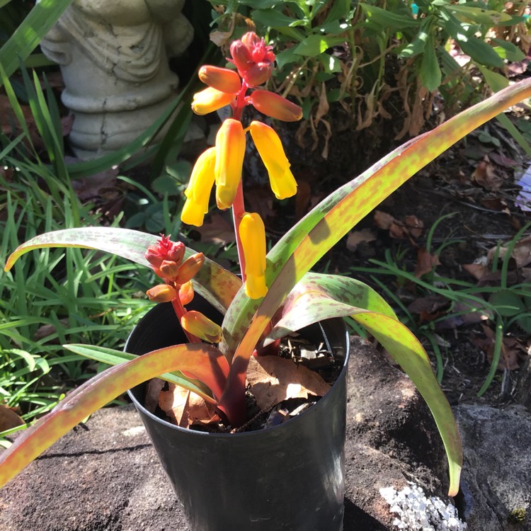 Plant image Lachenalia Aloides