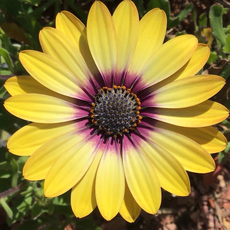 plant image 820712