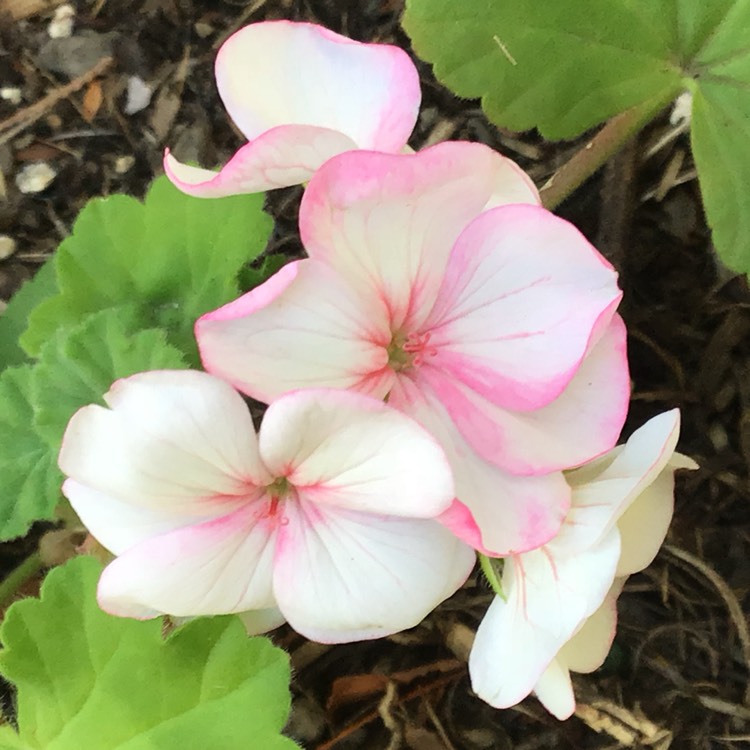 plant image 822868 plant image 822868