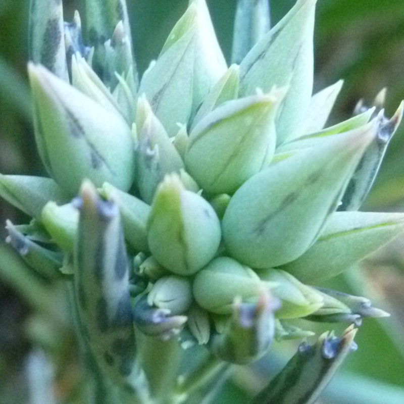 plant image 83040 plant image 83040