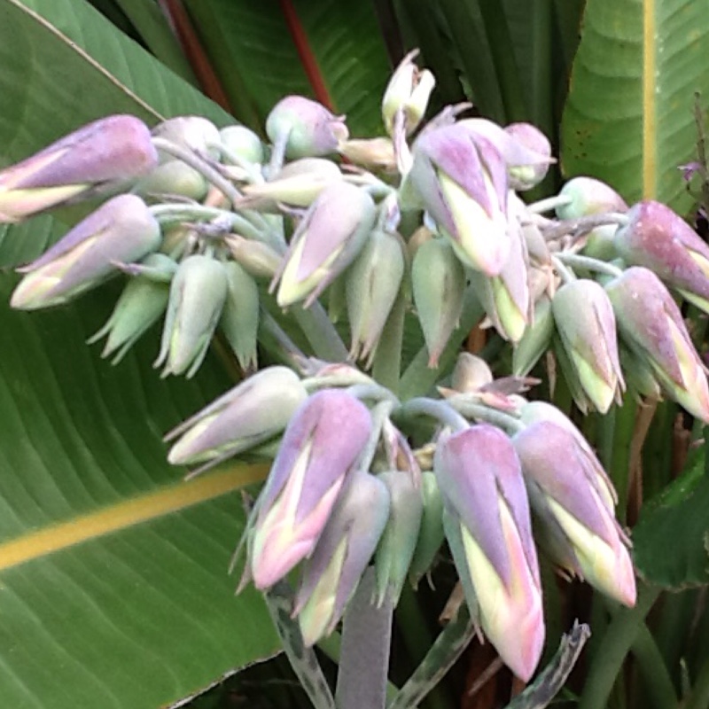 plant image 83045 plant image 83045