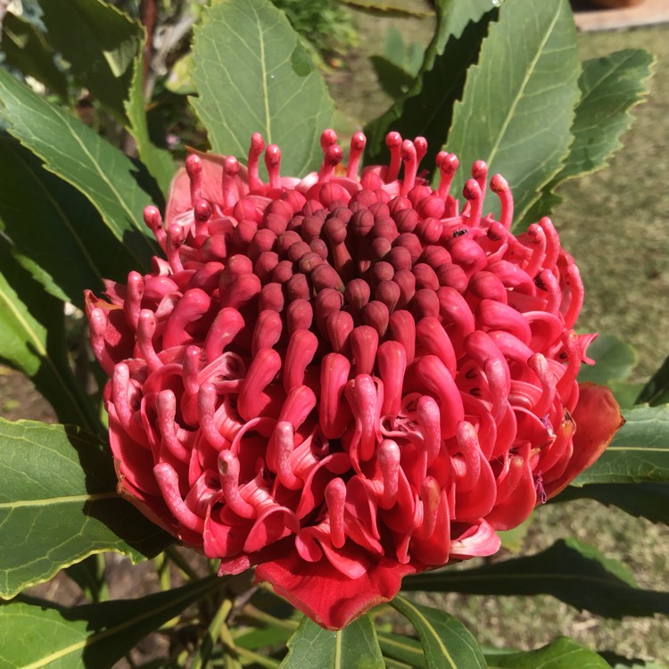 Plant image Telopea speciosissima