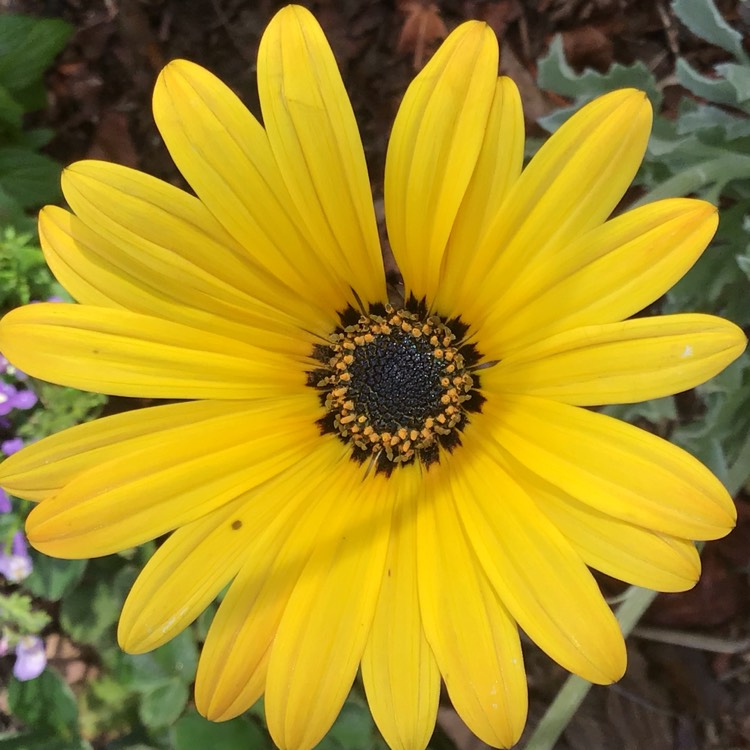 plant image 868350 plant image 868350