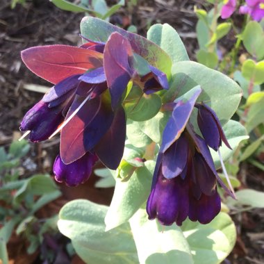 Cerinthe major 'Purpurescens'