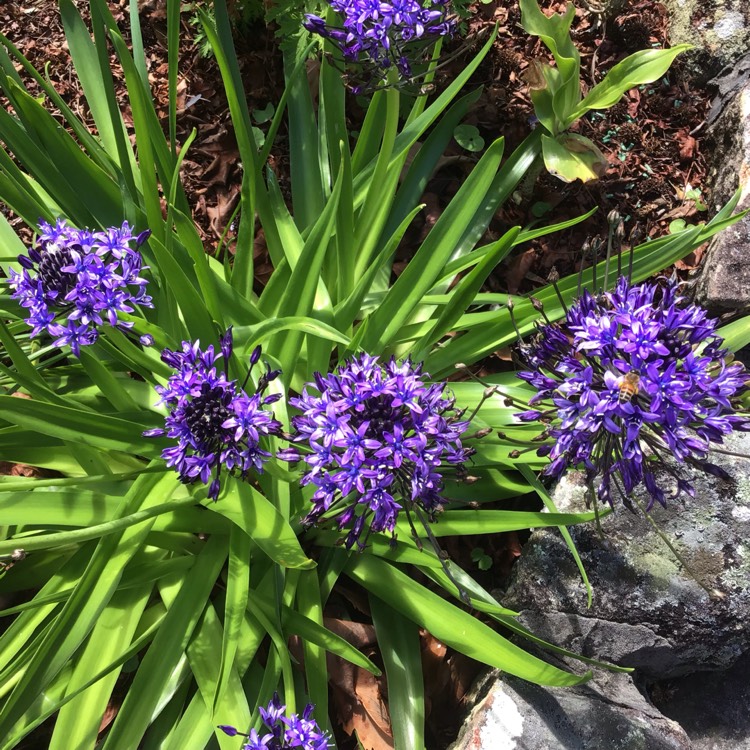 plant image 871163 plant image 871163