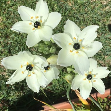 Ornithogalum arabicum