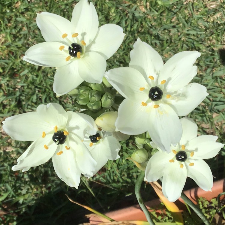 Plant image Ornithogalum arabicum