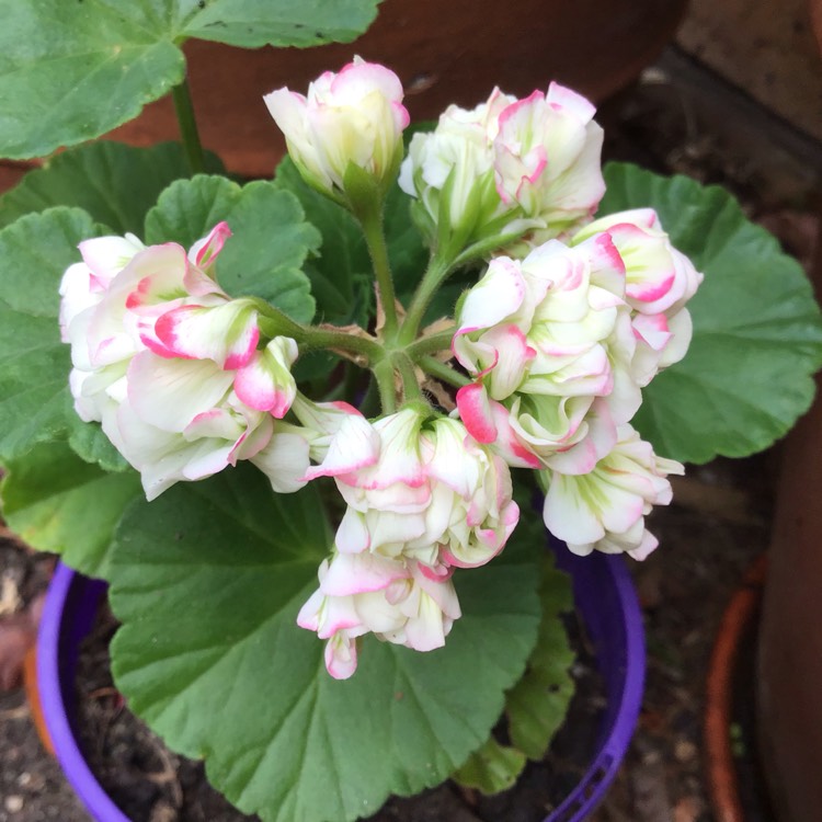 plant image 880760 plant image 880760