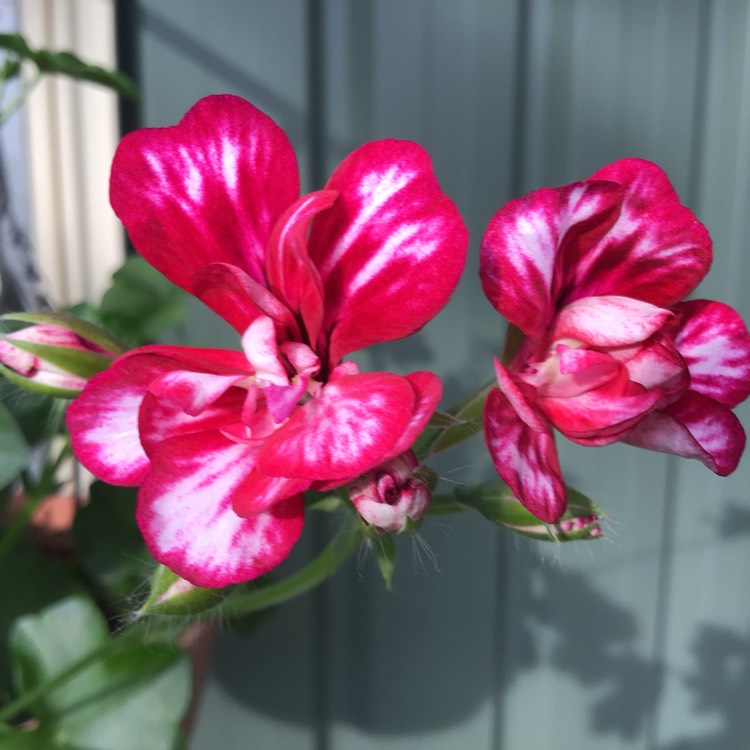 plant image 885141 plant image 885141