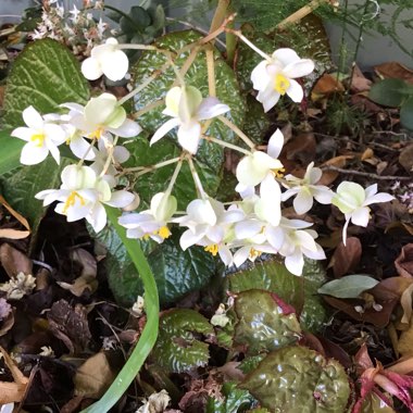 Begonia