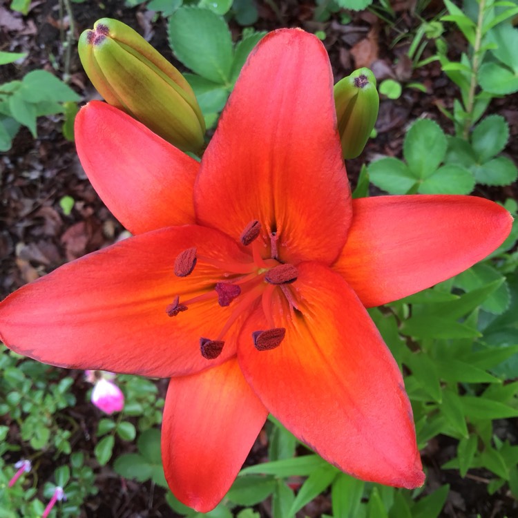plant image 899577 plant image 899577