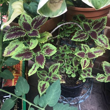 Sue's garden