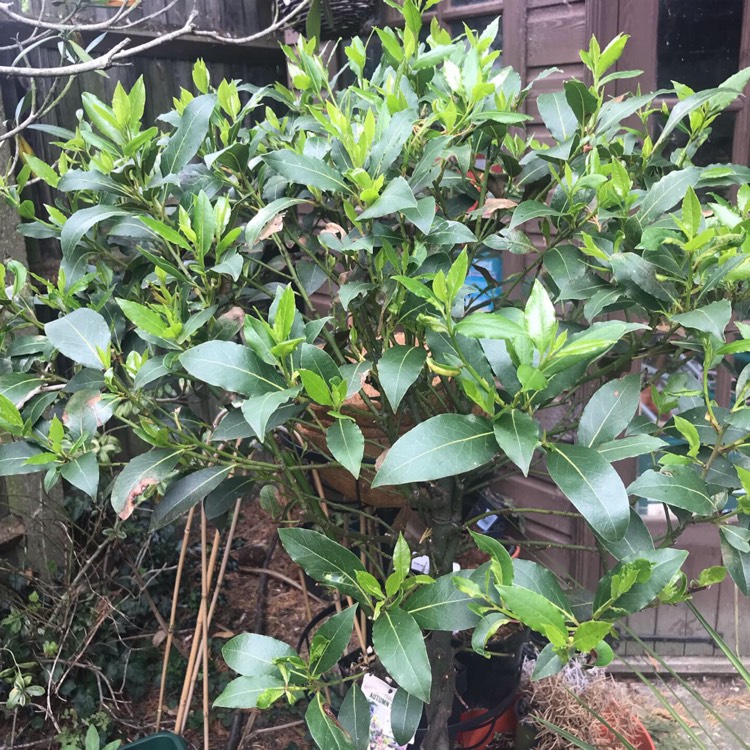 plant image 1112480