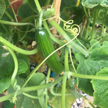 Cucumber 'Burpless'