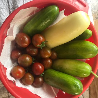 Sue's garden