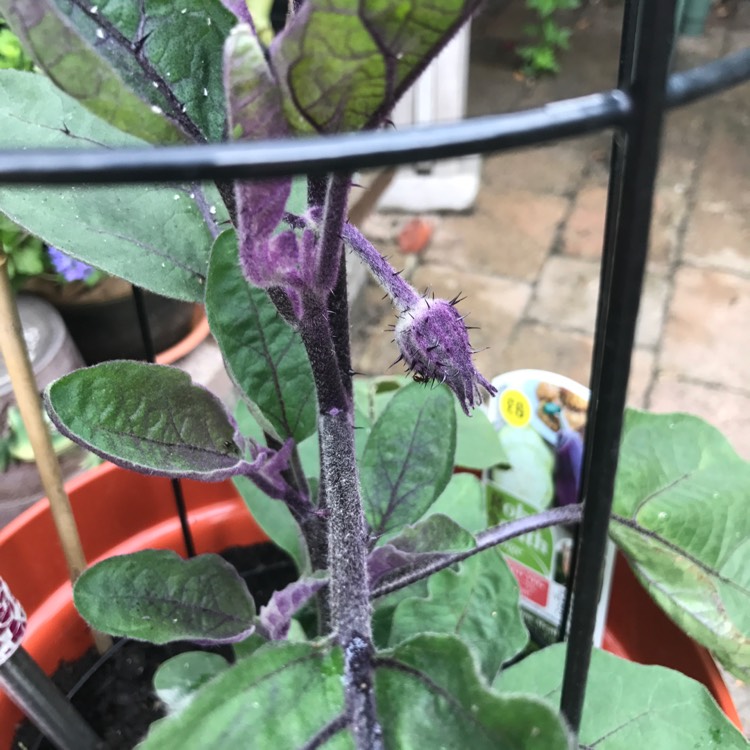 plant image 430341
