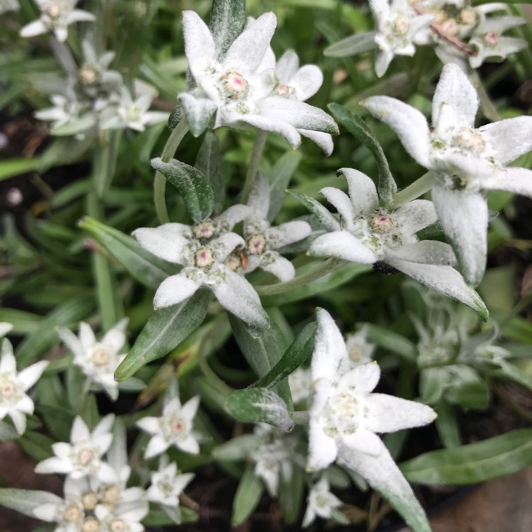 Plant image Leontopodium alpinum