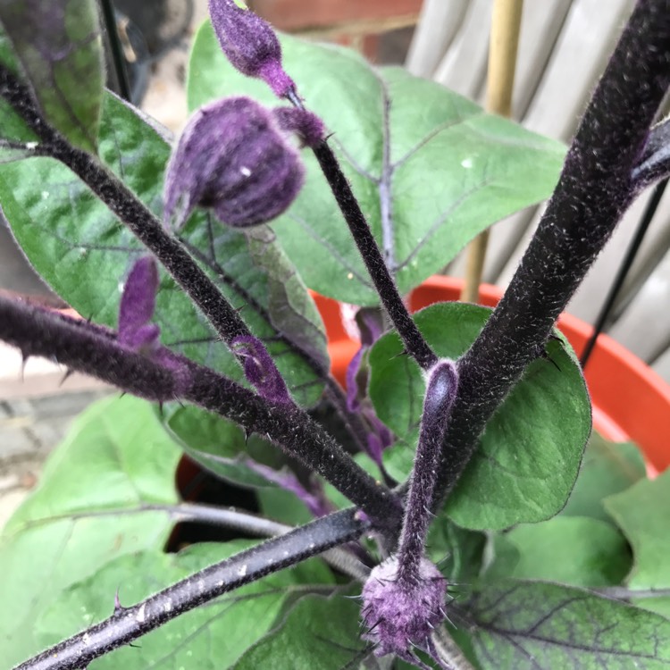Plant image Solanum melongena 'Meatball'