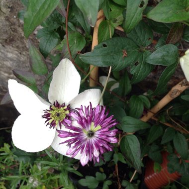 Clematis florida 'Sieboldii'