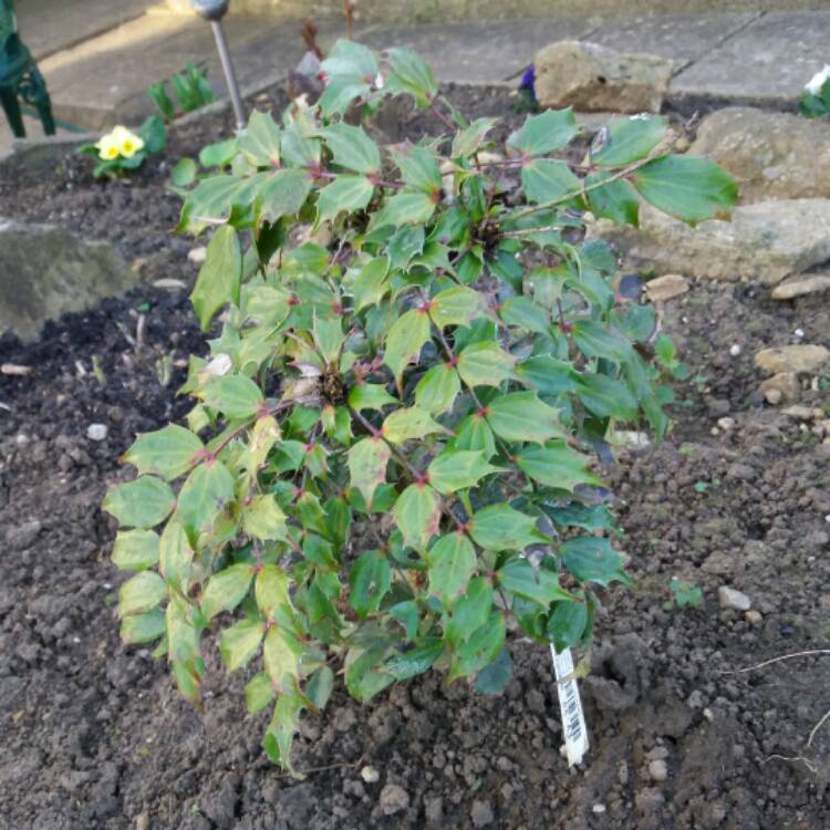 Plant image Mahonia nitens 'Cabaret'