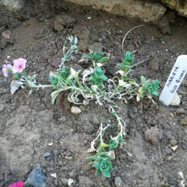 plant image 491013