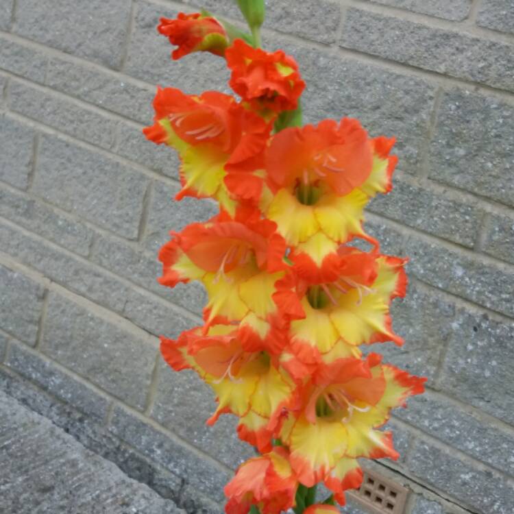 plant image 503730