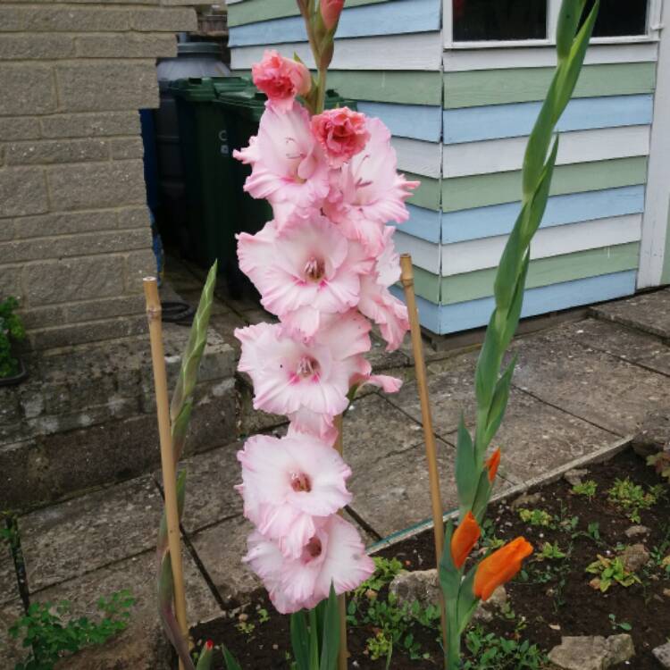 plant image 503734