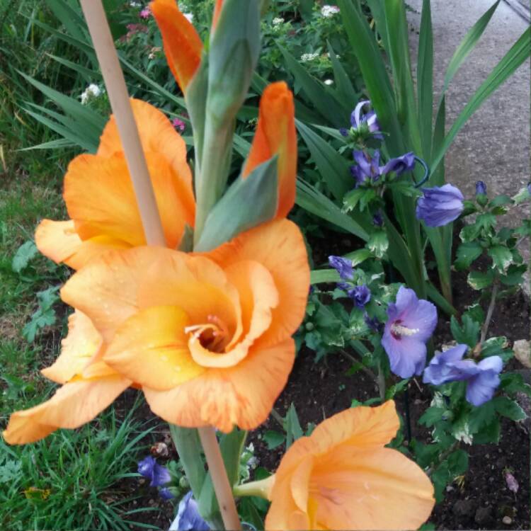 plant image 503737