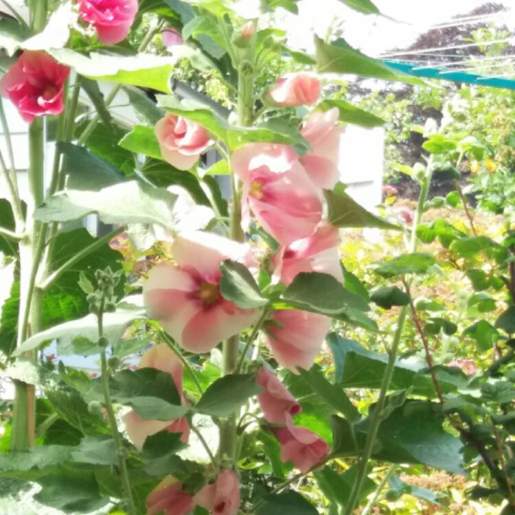 plant image 503741