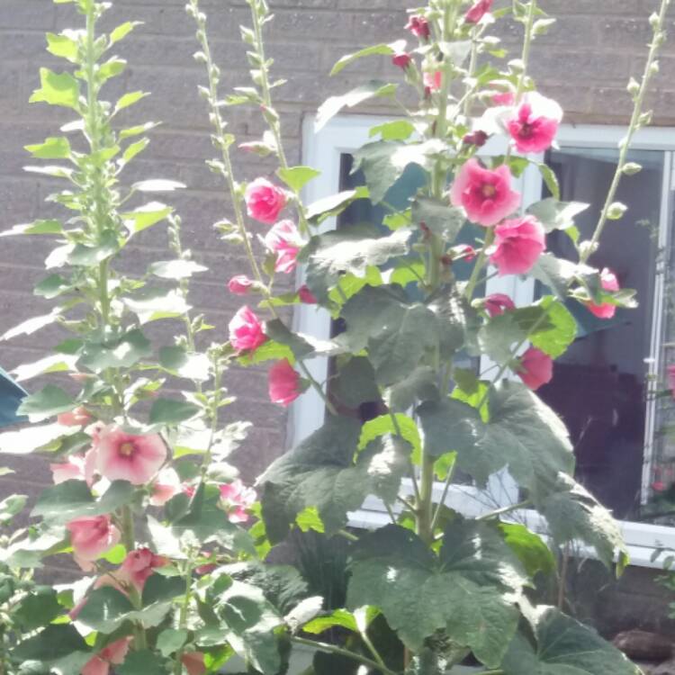 plant image 503748