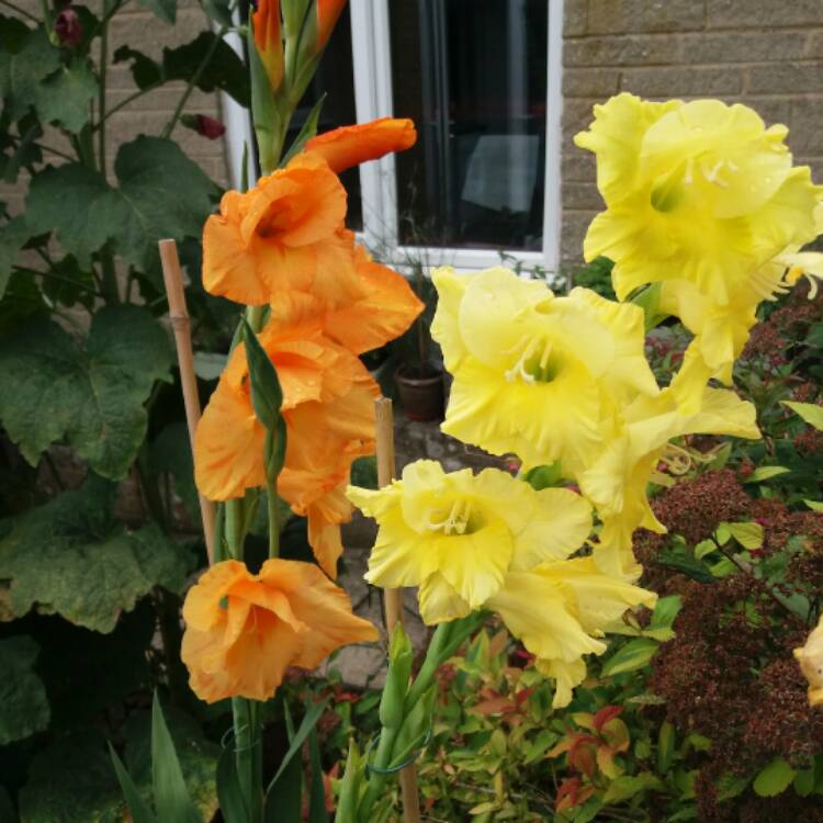 plant image 503756