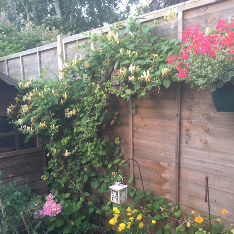 Sue's garden