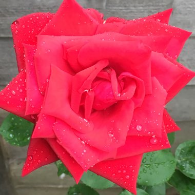 Sue's garden