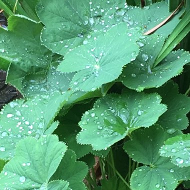 Sue's garden