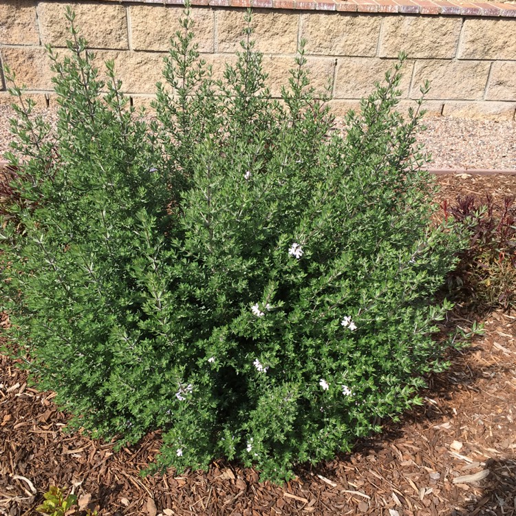 Plant image Westringia fruticosa