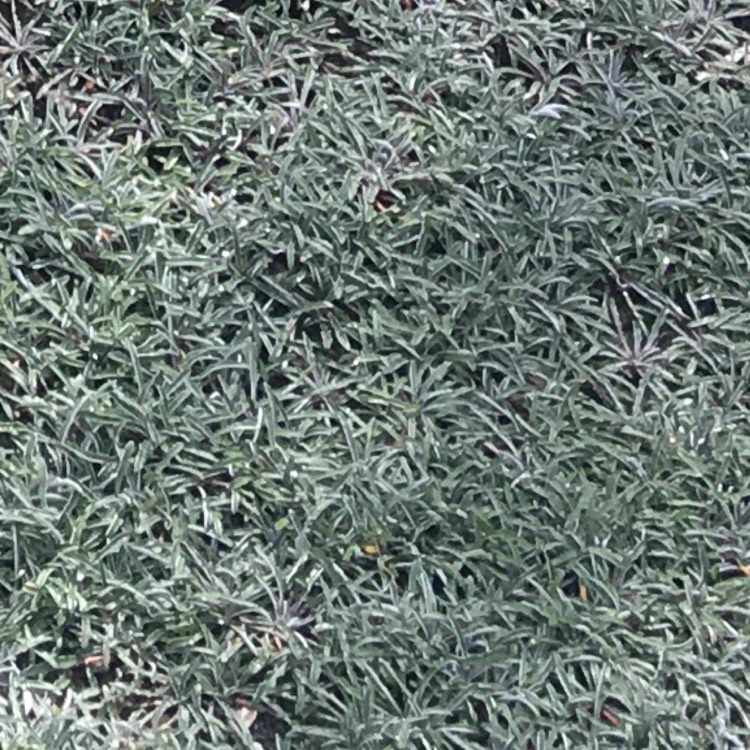 plant image 332627