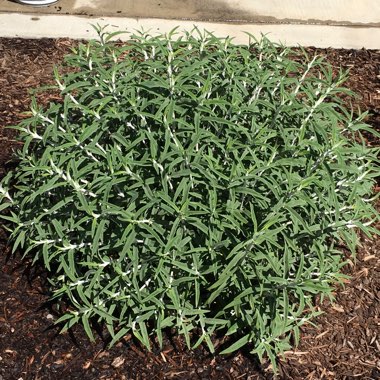 Mexican Bush Sage 'Santa Barbara'