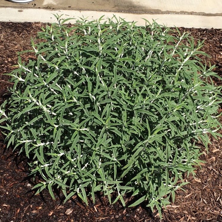 plant image 351355