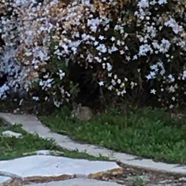Susan's garden