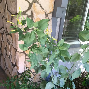 Susan's garden