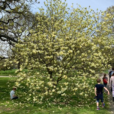 Magnolia