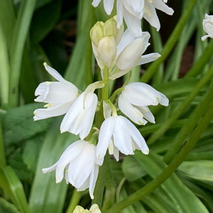 Plant image Hyacinthoides hispanica 'Alba'