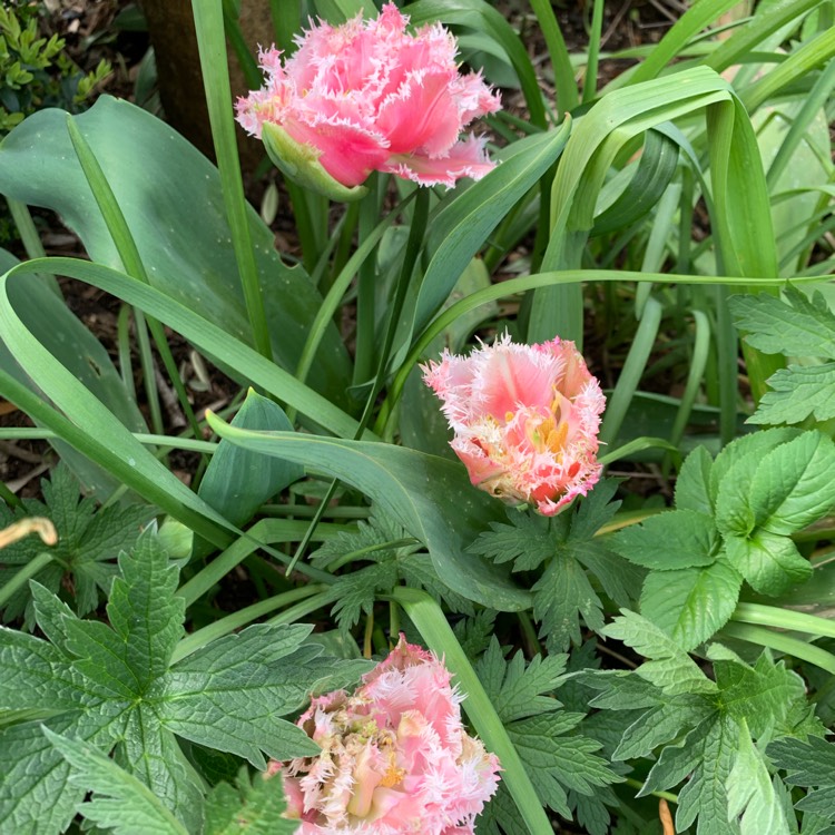 plant image 1007793
