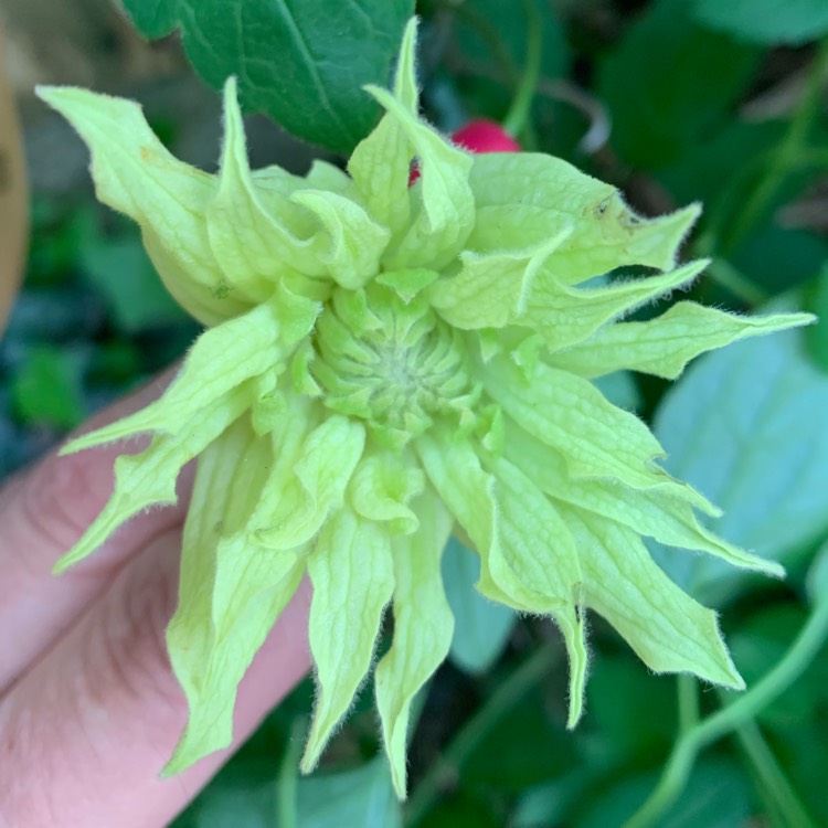 plant image 1043506